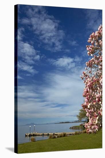 Magnolia tree in bloom, and Lake Taupo, Braxmere, Tokaanu, near Turangi, North Island, New Zealand-David Wall-Stretched Canvas