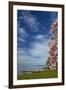 Magnolia tree in bloom, and Lake Taupo, Braxmere, Tokaanu, near Turangi, North Island, New Zealand-David Wall-Framed Photographic Print