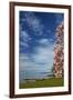 Magnolia tree in bloom, and Lake Taupo, Braxmere, Tokaanu, near Turangi, North Island, New Zealand-David Wall-Framed Photographic Print