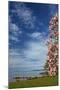 Magnolia tree in bloom, and Lake Taupo, Braxmere, Tokaanu, near Turangi, North Island, New Zealand-David Wall-Mounted Photographic Print