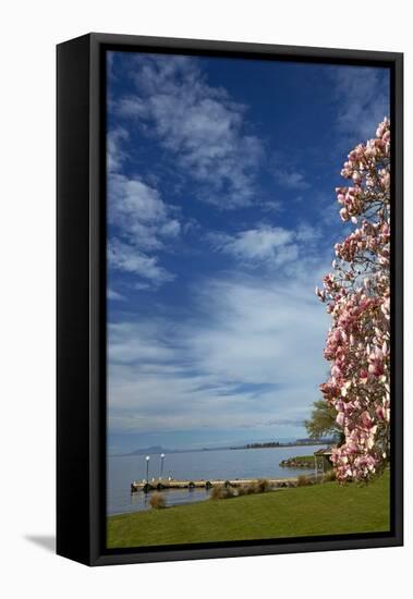 Magnolia tree in bloom, and Lake Taupo, Braxmere, Tokaanu, near Turangi, North Island, New Zealand-David Wall-Framed Stretched Canvas