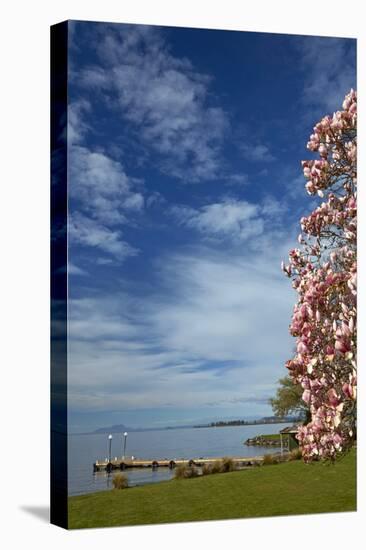 Magnolia tree in bloom, and Lake Taupo, Braxmere, Tokaanu, near Turangi, North Island, New Zealand-David Wall-Stretched Canvas