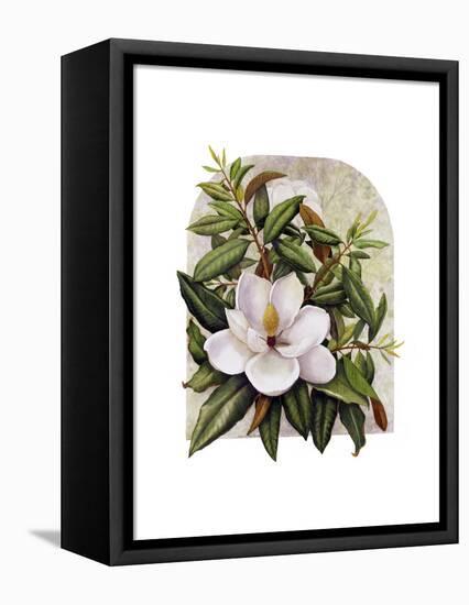 Magnolia Vignette-Marcia Matcham-Framed Stretched Canvas