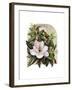 Magnolia Vignette-Marcia Matcham-Framed Art Print
