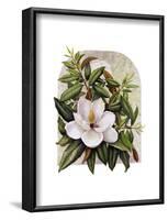 Magnolia Vignette-Marcia Matcham-Framed Art Print