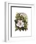 Magnolia Vignette-Marcia Matcham-Framed Art Print