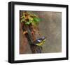 Magnolia Warbler-Chris Vest-Framed Art Print