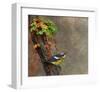 Magnolia Warbler-Chris Vest-Framed Art Print