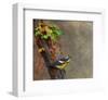 Magnolia Warbler-Chris Vest-Framed Art Print