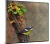 Magnolia Warbler-Chris Vest-Mounted Art Print