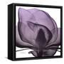 Magnolia Wine Beauty-Albert Koetsier-Framed Stretched Canvas