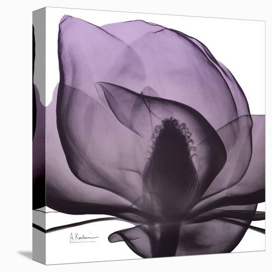 Magnolia Wine Beauty-Albert Koetsier-Stretched Canvas