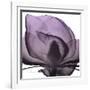 Magnolia Wine Beauty-Albert Koetsier-Framed Art Print