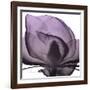 Magnolia Wine Beauty-Albert Koetsier-Framed Art Print