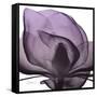 Magnolia Wine Beauty-Albert Koetsier-Framed Stretched Canvas