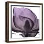 Magnolia Wine Beauty-Albert Koetsier-Framed Art Print