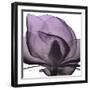 Magnolia Wine Beauty-Albert Koetsier-Framed Art Print