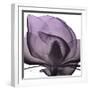 Magnolia Wine Beauty-Albert Koetsier-Framed Art Print