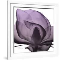 Magnolia Wine Beauty-Albert Koetsier-Framed Art Print