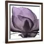 Magnolia Wine Beauty-Albert Koetsier-Framed Art Print