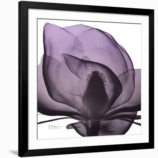 Magnolia Wine Beauty-Albert Koetsier-Framed Art Print