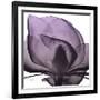 Magnolia Wine Beauty-Albert Koetsier-Framed Art Print