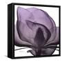 Magnolia Wine Beauty-Albert Koetsier-Framed Stretched Canvas