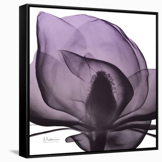 Magnolia Wine Beauty-Albert Koetsier-Framed Stretched Canvas