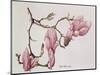 Magnolia X Soulangiana, 1992-Ruth Hall-Mounted Giclee Print