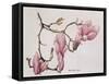 Magnolia X Soulangiana, 1992-Ruth Hall-Framed Stretched Canvas