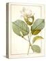 Magnolia Yulan, Magnolia Denudata, 1812 (W/C and Bodycolour over Traces of Graphite on Vellum)-Pierre Joseph Redoute-Stretched Canvas