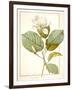 Magnolia Yulan, Magnolia Denudata, 1812 (W/C and Bodycolour over Traces of Graphite on Vellum)-Pierre Joseph Redoute-Framed Giclee Print