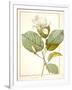 Magnolia Yulan, Magnolia Denudata, 1812 (W/C and Bodycolour over Traces of Graphite on Vellum)-Pierre Joseph Redoute-Framed Giclee Print