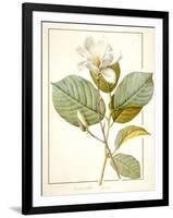 Magnolia Yulan, Magnolia Denudata, 1812 (W/C and Bodycolour over Traces of Graphite on Vellum)-Pierre Joseph Redoute-Framed Giclee Print