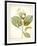 Magnolia Yulan, Magnolia Denudata, 1812 (W/C and Bodycolour over Traces of Graphite on Vellum)-Pierre Joseph Redoute-Framed Giclee Print