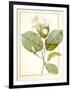 Magnolia Yulan, Magnolia Denudata, 1812 (W/C and Bodycolour over Traces of Graphite on Vellum)-Pierre Joseph Redoute-Framed Giclee Print