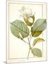 Magnolia Yulan, Magnolia Denudata, 1812 (W/C and Bodycolour over Traces of Graphite on Vellum)-Pierre Joseph Redoute-Mounted Giclee Print