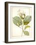 Magnolia Yulan, Magnolia Denudata, 1812 (W/C and Bodycolour over Traces of Graphite on Vellum)-Pierre Joseph Redoute-Framed Giclee Print