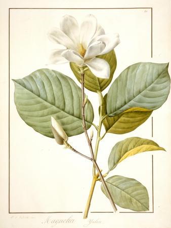 https://imgc.allpostersimages.com/img/posters/magnolia-yulan-magnolia-denudata-1812-w-c-and-bodycolour-over-traces-of-graphite-on-vellum_u-L-Q1HLF3U0.jpg?artPerspective=n