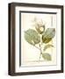 Magnolia Yulan, Magnolia Denudata, 1812 (W/C and Bodycolour over Traces of Graphite on Vellum)-Pierre Joseph Redoute-Framed Giclee Print