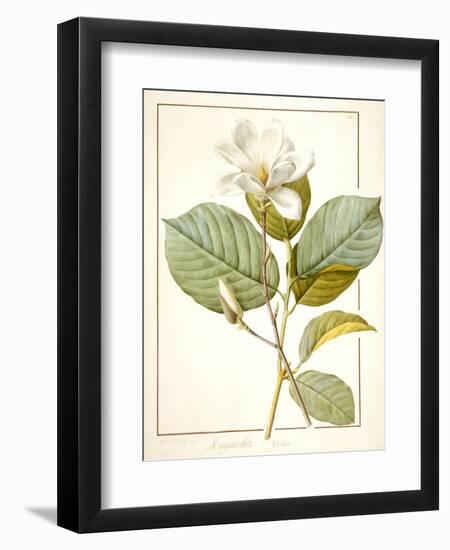 Magnolia Yulan, Magnolia Denudata, 1812 (W/C and Bodycolour over Traces of Graphite on Vellum)-Pierre Joseph Redoute-Framed Giclee Print