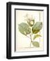 Magnolia Yulan, Magnolia Denudata, 1812 (W/C and Bodycolour over Traces of Graphite on Vellum)-Pierre Joseph Redoute-Framed Giclee Print