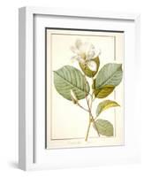 Magnolia Yulan, Magnolia Denudata, 1812 (W/C and Bodycolour over Traces of Graphite on Vellum)-Pierre Joseph Redoute-Framed Giclee Print