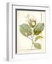 Magnolia Yulan, Magnolia Denudata, 1812 (W/C and Bodycolour over Traces of Graphite on Vellum)-Pierre Joseph Redoute-Framed Giclee Print