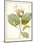 Magnolia Yulan, Magnolia Denudata, 1812 (W/C and Bodycolour over Traces of Graphite on Vellum)-Pierre Joseph Redoute-Mounted Giclee Print
