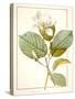 Magnolia Yulan, Magnolia Denudata, 1812 (W/C and Bodycolour over Traces of Graphite on Vellum)-Pierre Joseph Redoute-Stretched Canvas