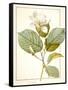 Magnolia Yulan, Magnolia Denudata, 1812 (W/C and Bodycolour over Traces of Graphite on Vellum)-Pierre Joseph Redoute-Framed Stretched Canvas