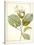 Magnolia Yulan, Magnolia Denudata, 1812 (W/C and Bodycolour over Traces of Graphite on Vellum)-Pierre Joseph Redoute-Stretched Canvas