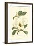 Magnolia-null-Framed Art Print