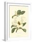 Magnolia-null-Framed Art Print